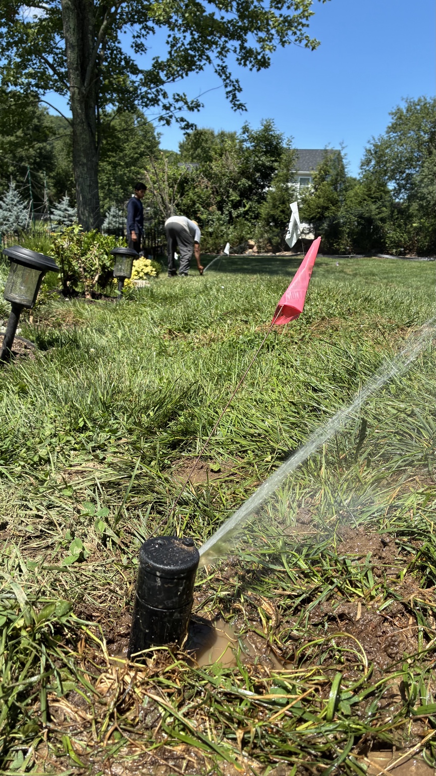 Newly installed sprinkler head running during a system test with marking flags in the lawn